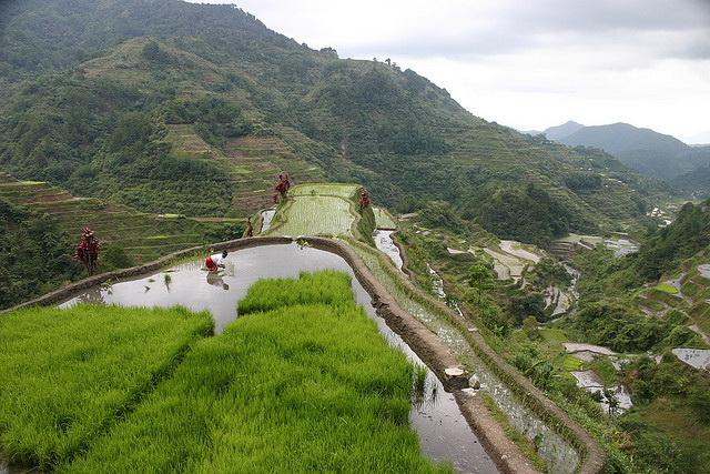 Banaue Rice Harvest