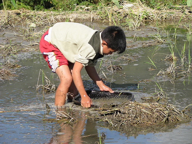 Banaue Rice Harvest