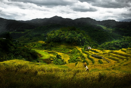 Banaue Rice Terraces Harvest