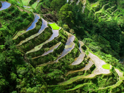 Banaue Rice Terraces